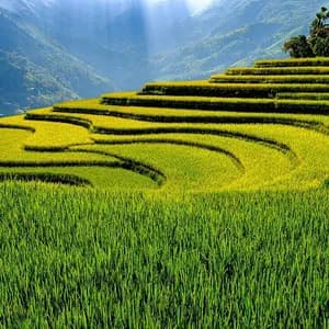 Northwest Terraces & Hill Tribes - 6 Days